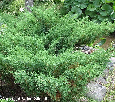 Juniperus sabina, rohtokataja